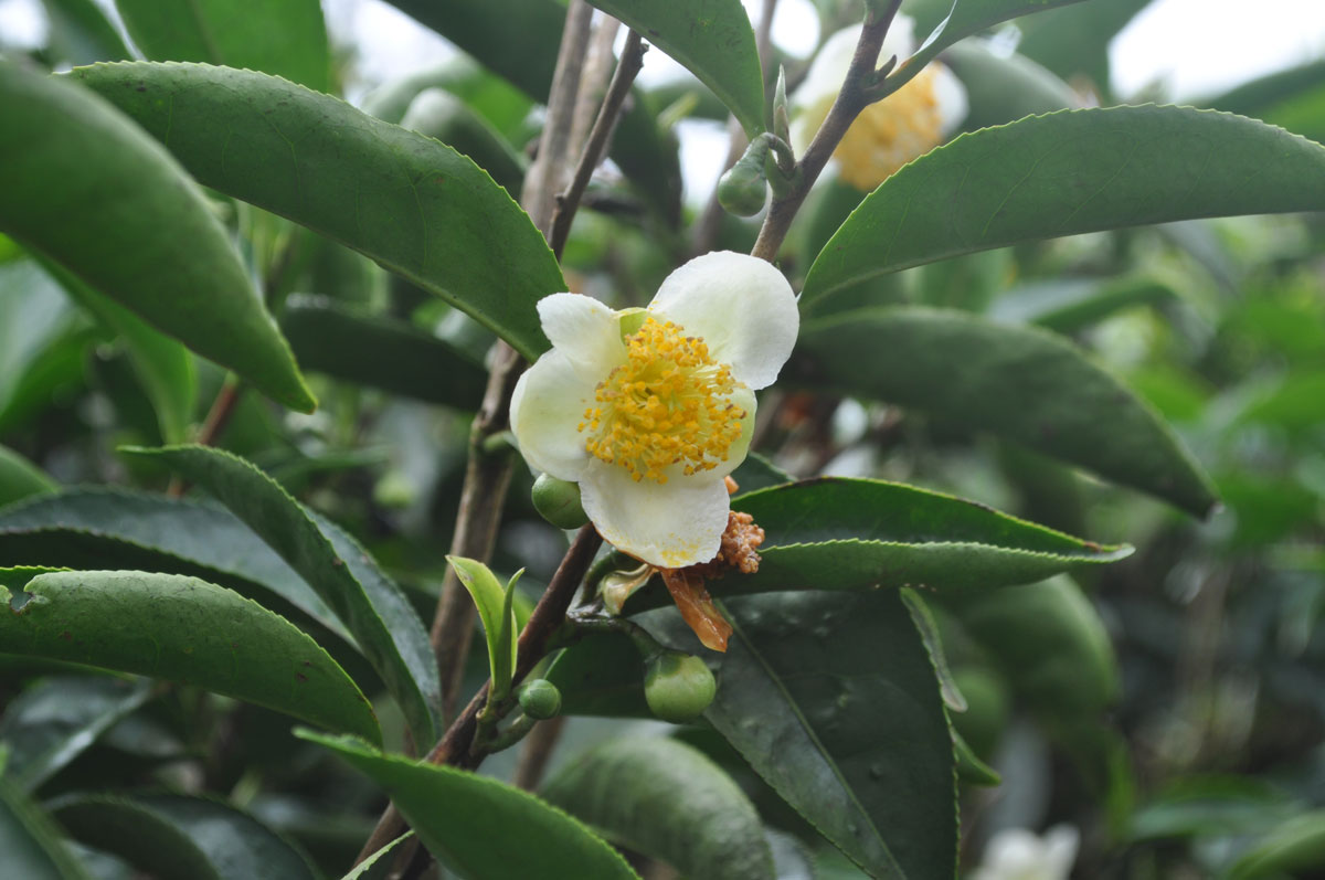 flower from tea plant