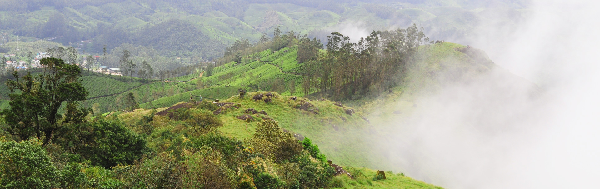 A Journey to the Tea Plantation & Grassland of Munnar   My First Trekking Adventure in Kerala