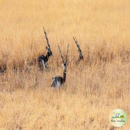 Trekking Through the Mhadei Wildlife Sanctuary - A Memorable Adventure!