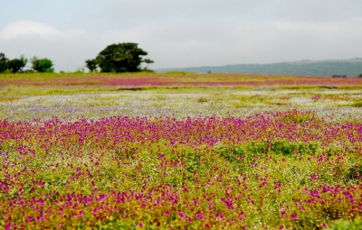 Our Bike Trip to Kaas Plateau Near Satara