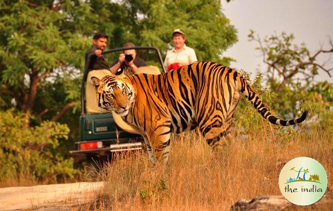 Wildlife Safaris