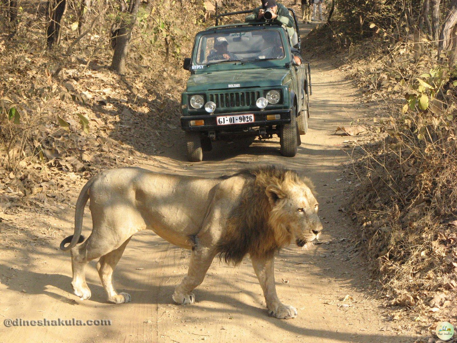 Gir Jungle Safari- Online Booking, Timings, Pricing