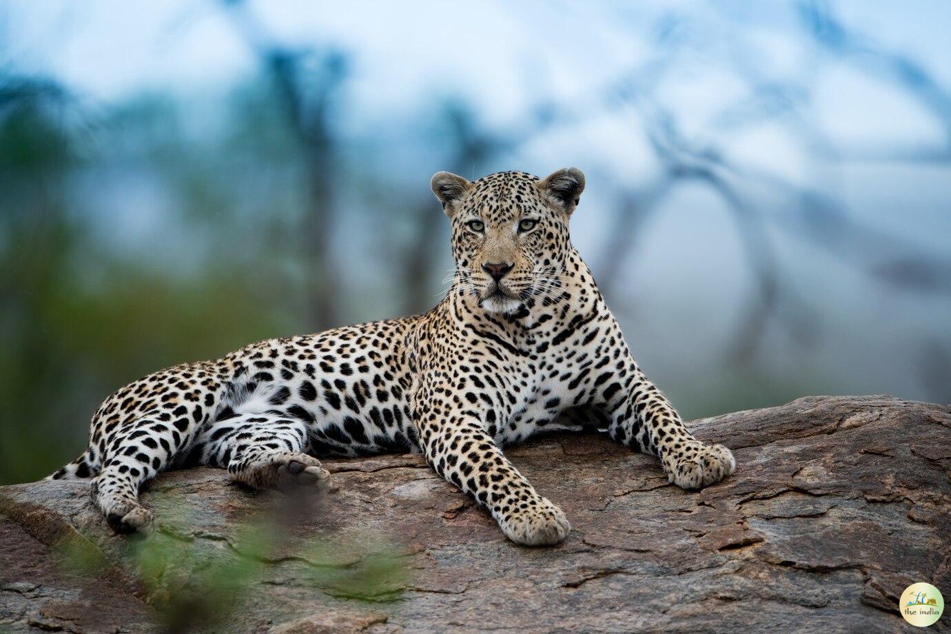 Jawai Leopard Safari - Online Booking, Timings, Pricing