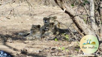 Thrilling Sasan Gir Tour Package (2 Nights-3 Days)