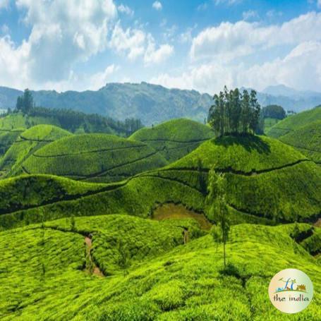 2 Nights-3 Days Luxury Kumarakom Kochi Munnar Tour Package