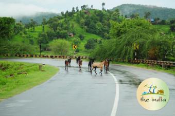 Polo Forest Day Trip From Ahmedabad By Bus