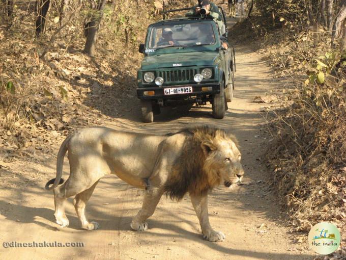 Gir Jungle Safari- Online Booking, Timings, Pricing