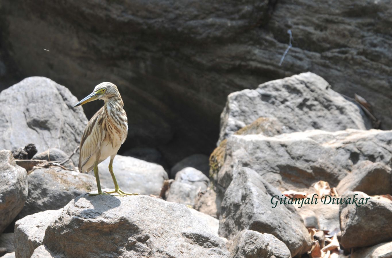 Migratory bird at Keezharkuthu waterfall