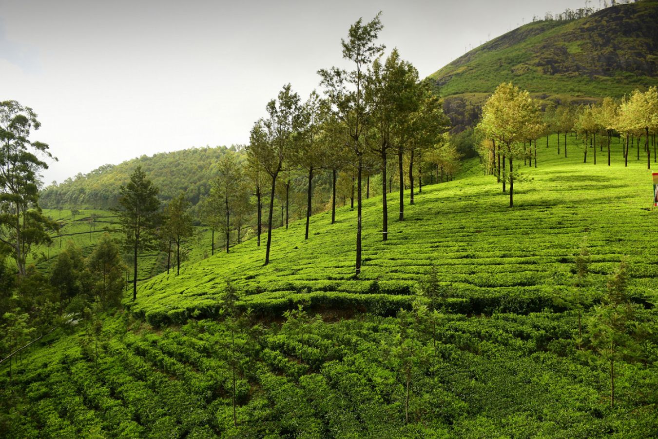 tea plantation in kerala