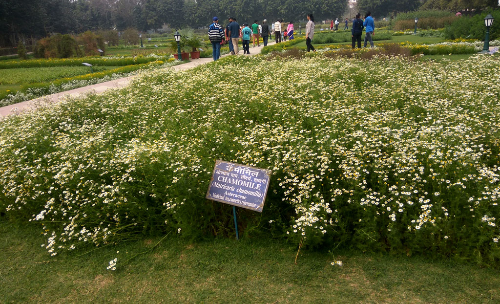 Herbal Garden at Mughal Garden Delhi
