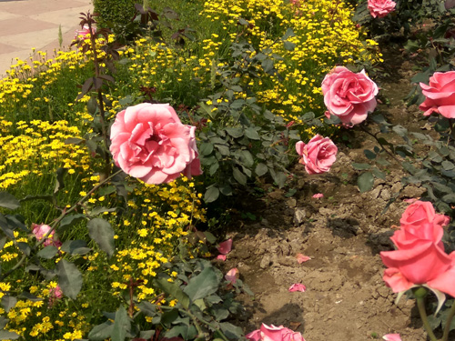 Roses at Mughal Garden Delhi