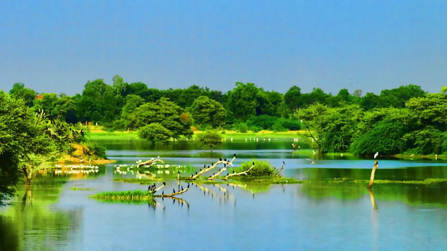 Thol Bird Sanctuary Ahmedabad