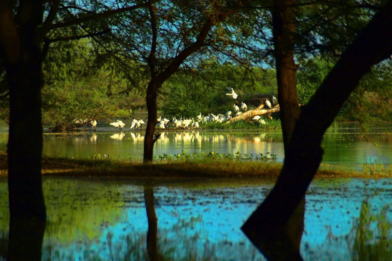 Thol Bird Sanctuary Ahmedabad