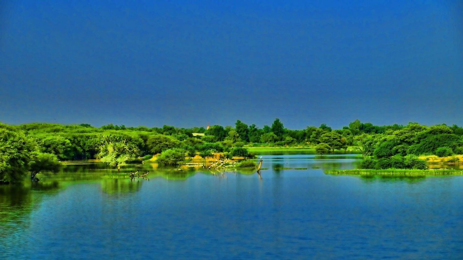 Thol Bird Sanctuary Ahmedabad