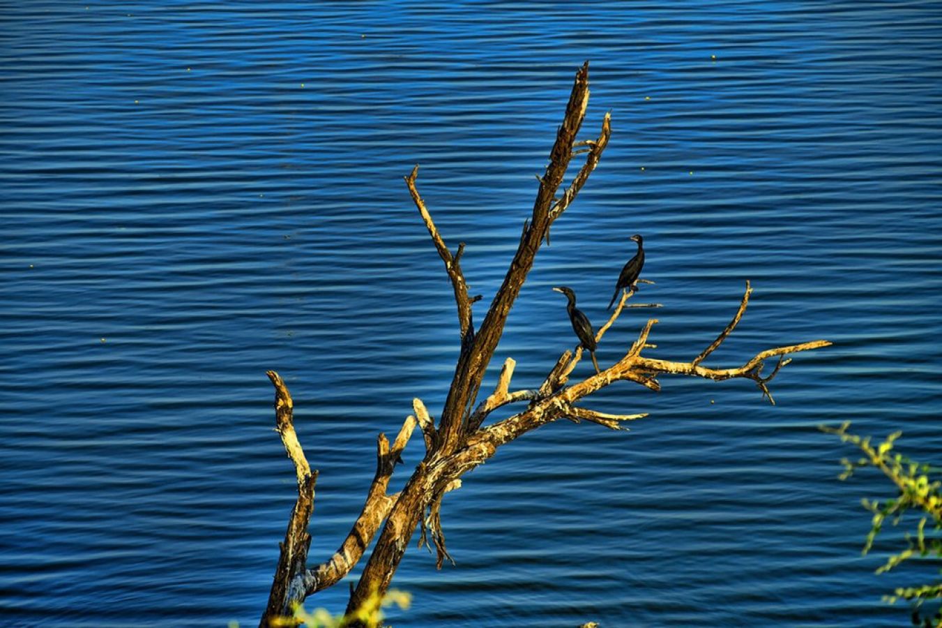 Thol Bird Sanctuary Ahmedabad