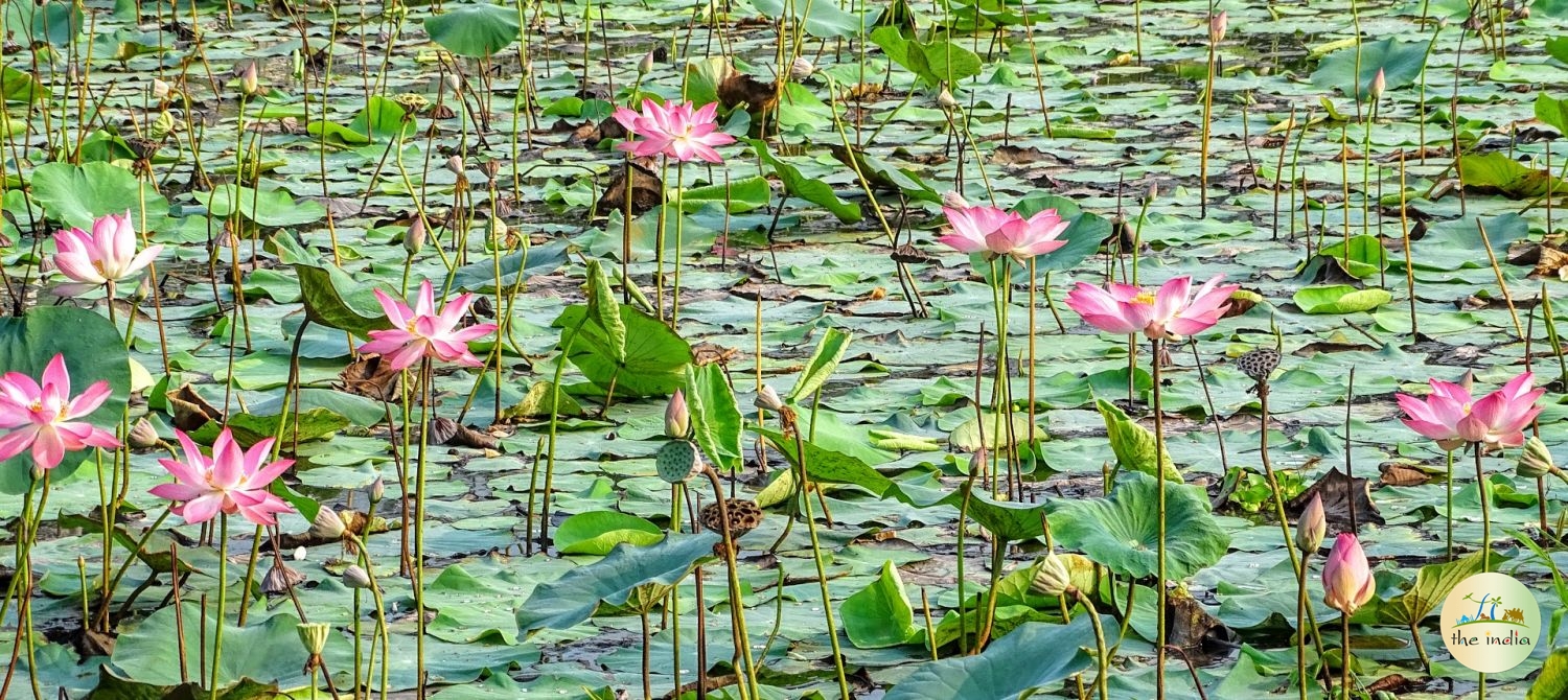 Backwaters of Kerala Kottayam