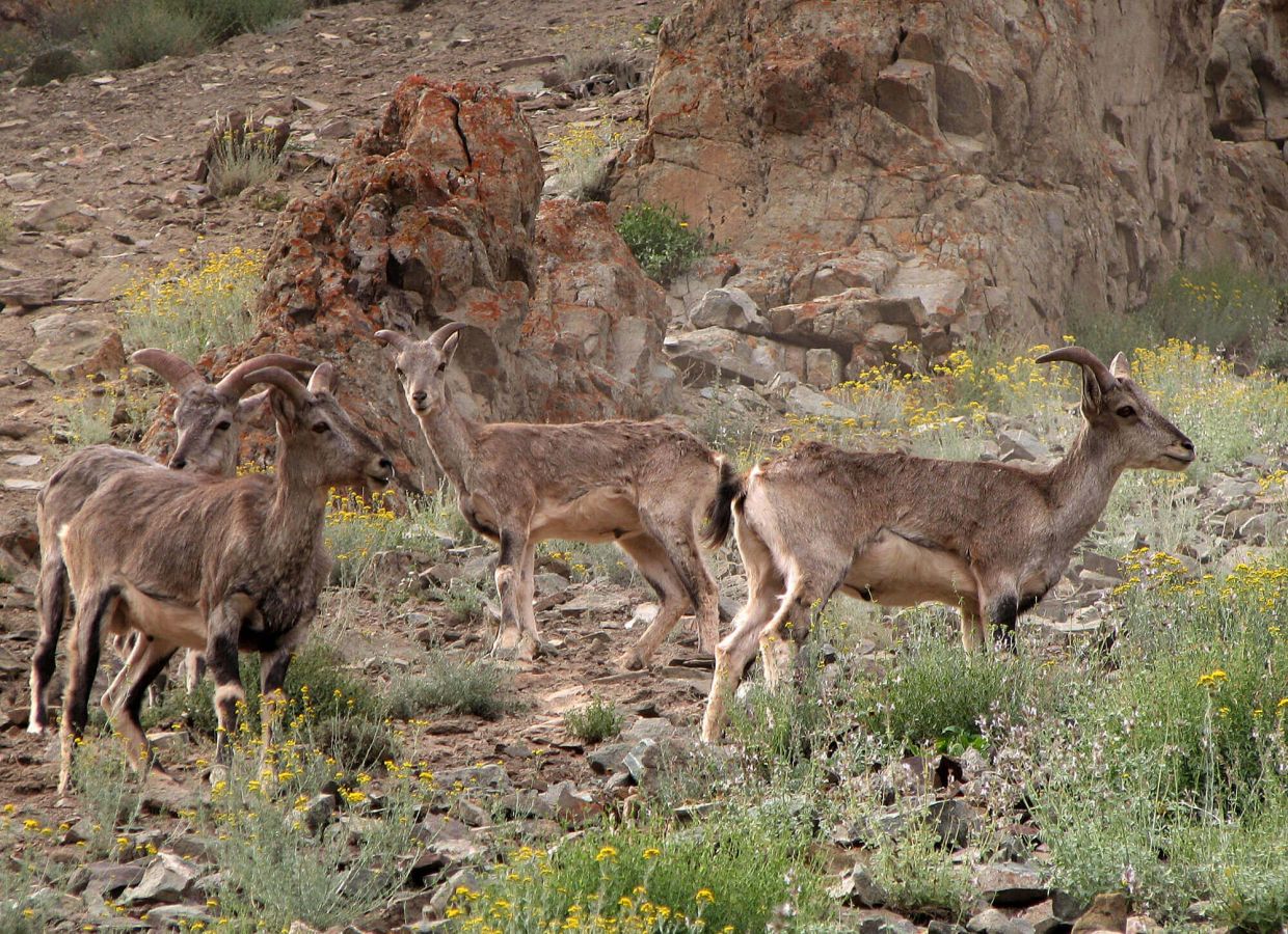 Hemis National Park Leh