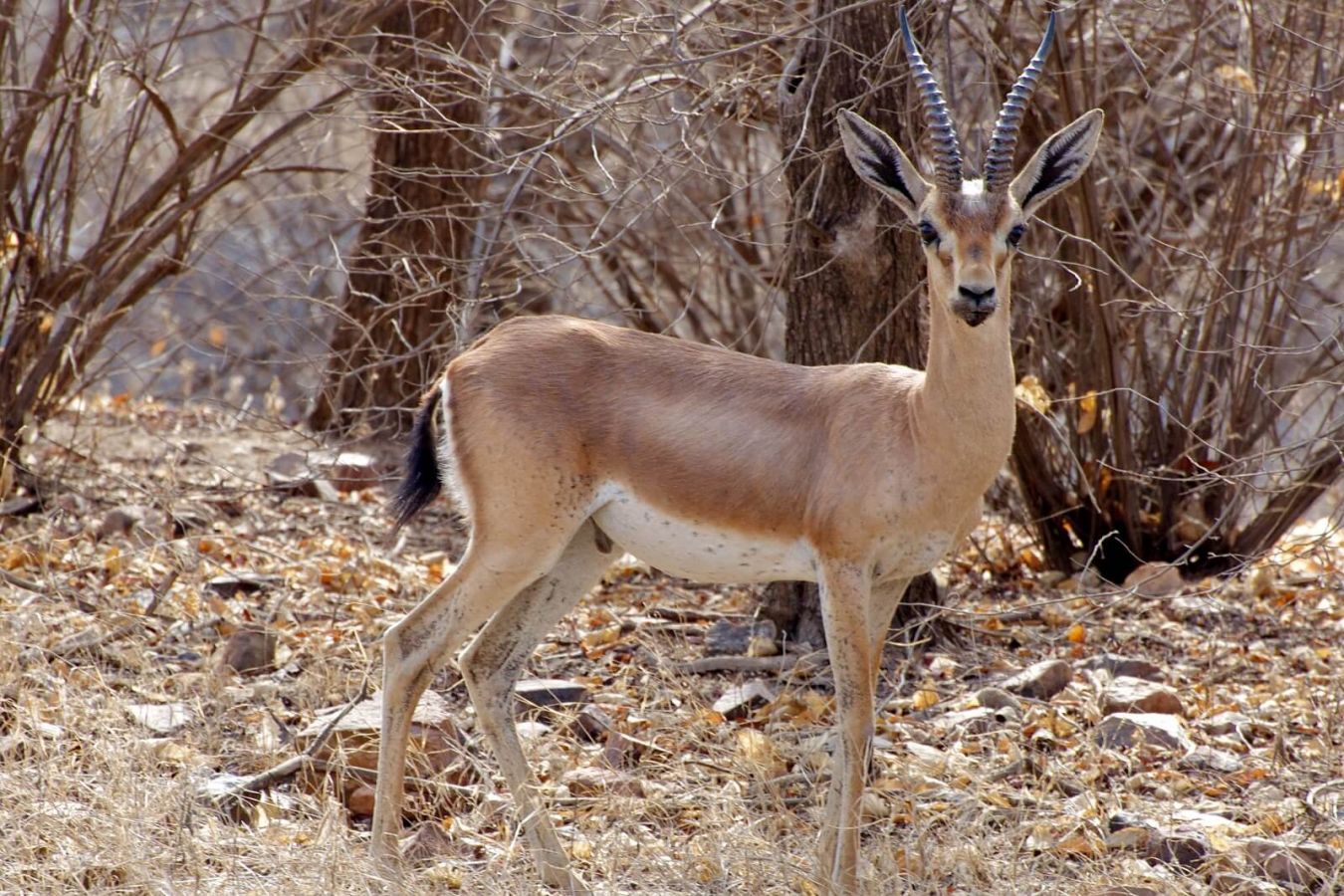 Ranthambore National Park Sawai Madhopur