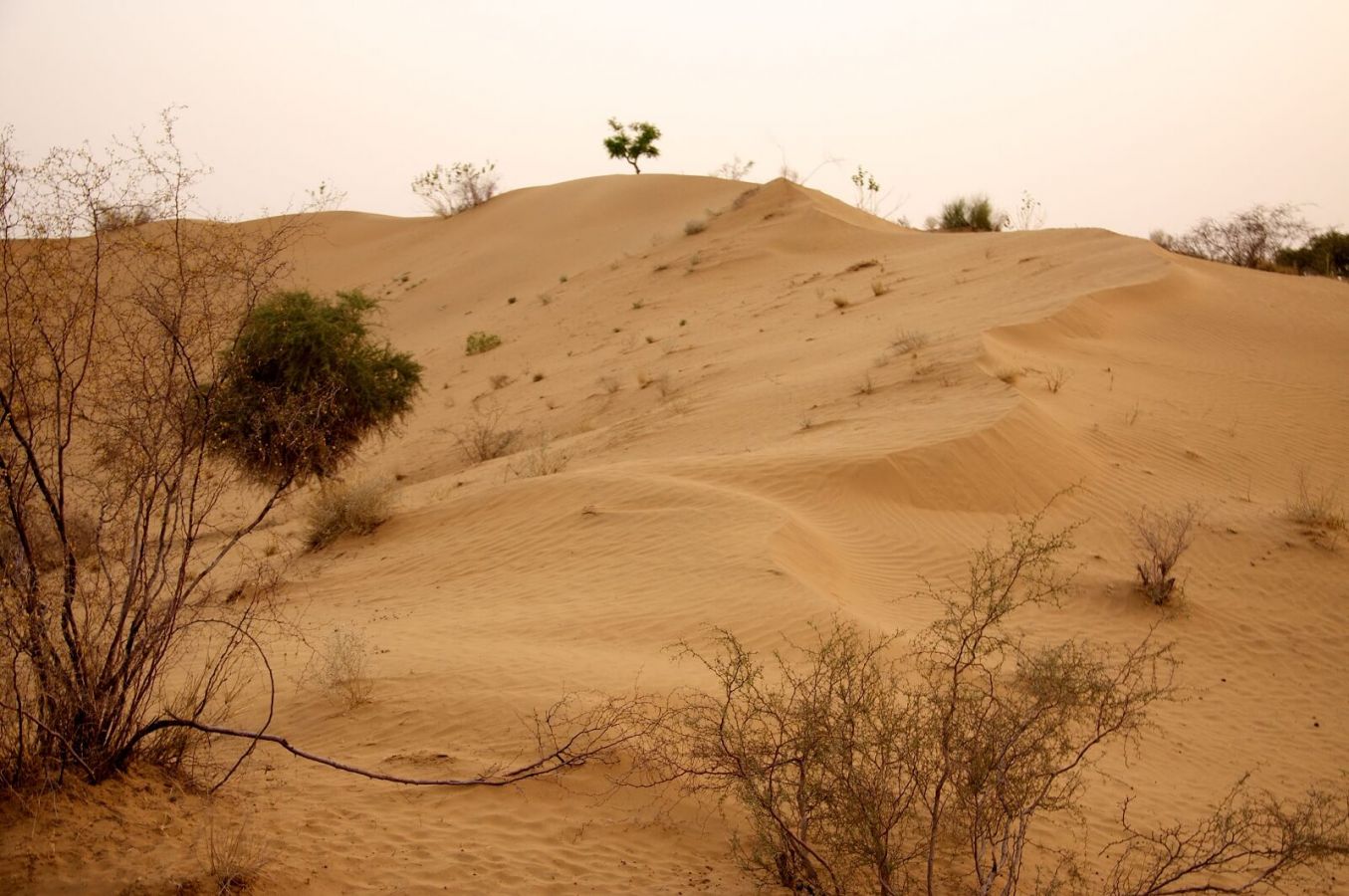 Thar Desert Jaisalmer