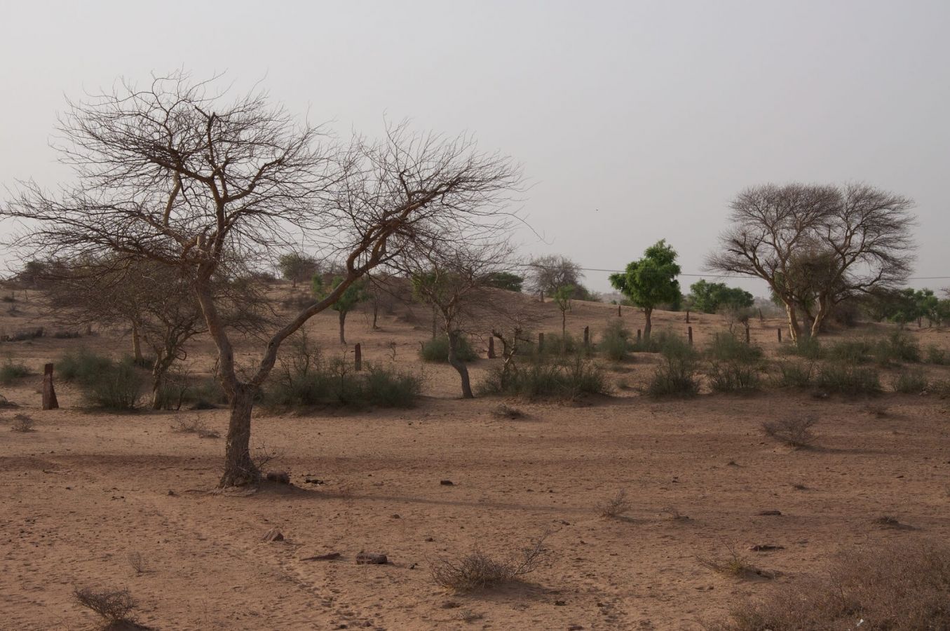 Thar Desert Jaisalmer