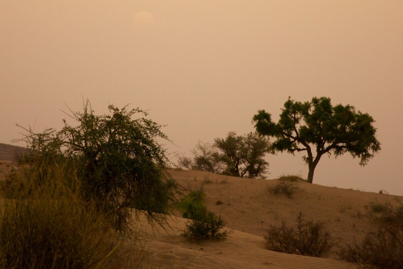 Thar Desert Jaisalmer