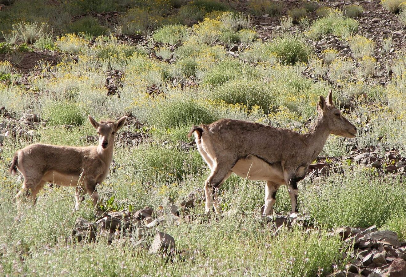 Hemis National Park Leh