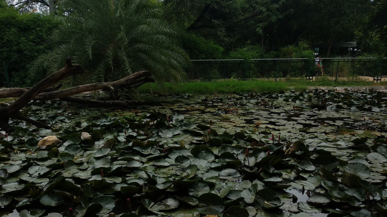 Indroda Nature Park Ahmedabad