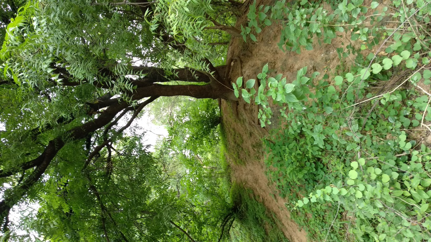 Indroda Nature Park Ahmedabad