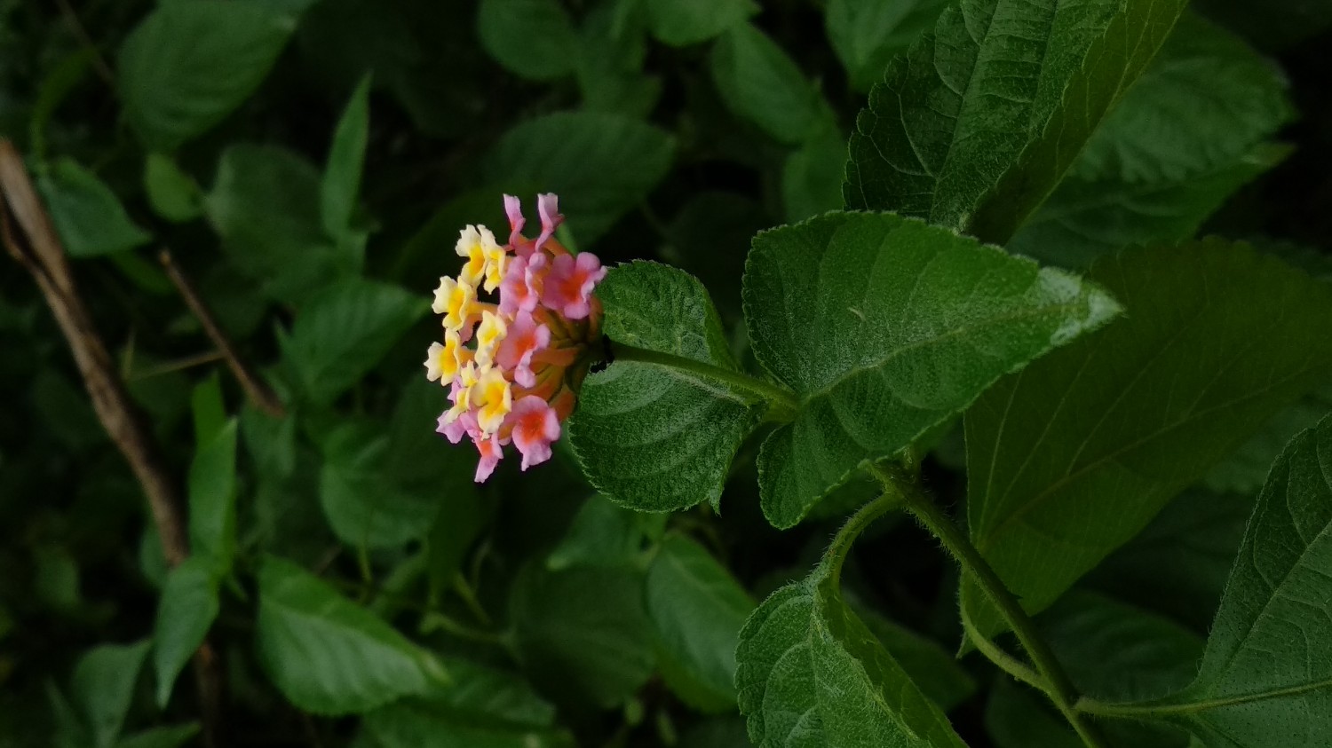 Indroda Nature Park Ahmedabad