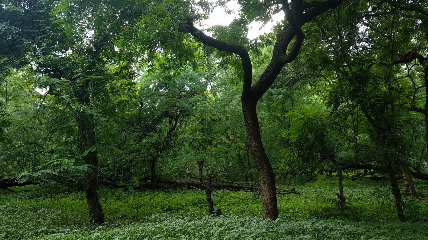 Indroda Nature Park Ahmedabad