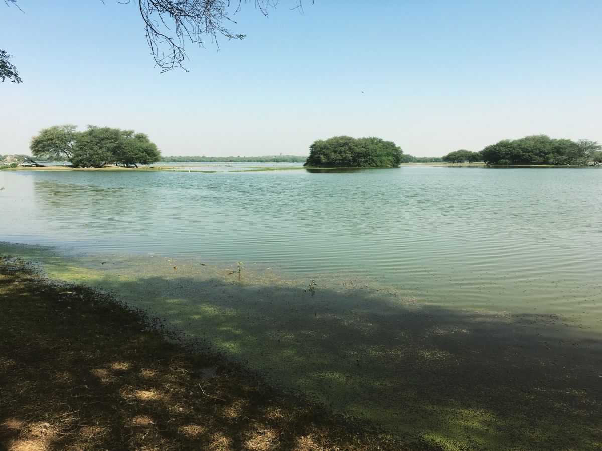 Thol Bird Sanctuary Ahmedabad