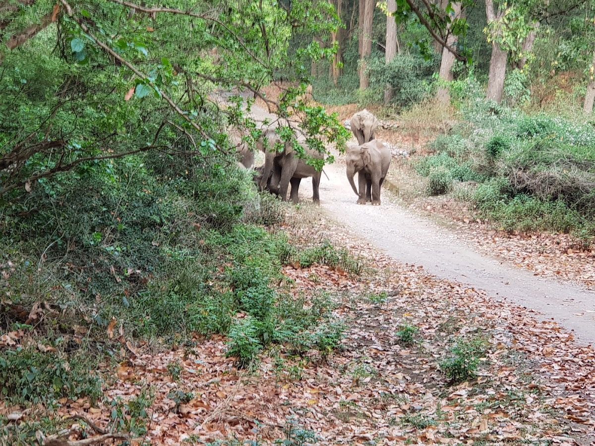 Jim Corbett National Park Nainital