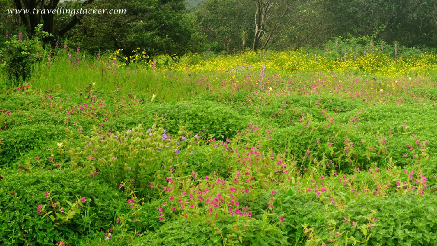 Kaas Plateau Satara