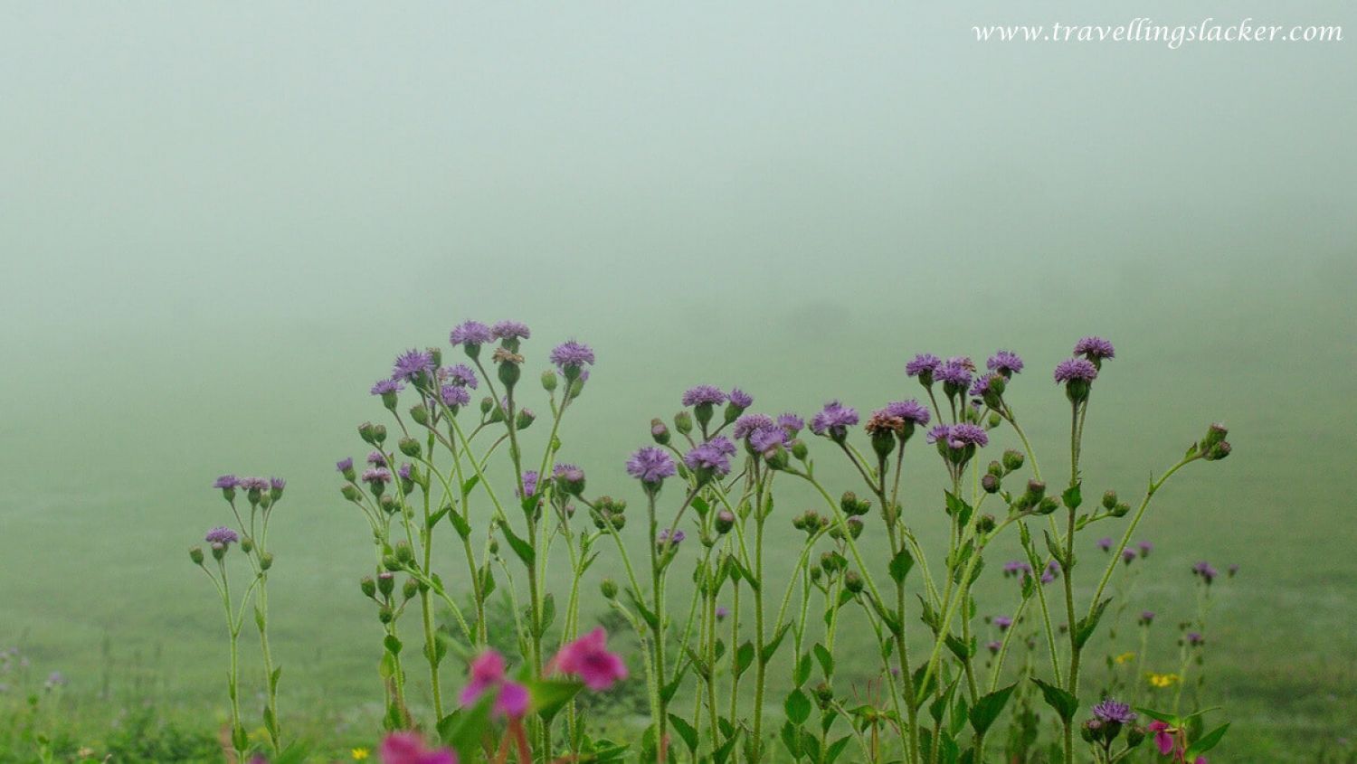 Kaas Plateau Satara