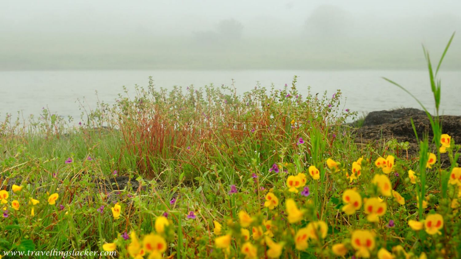 Kaas Plateau Satara