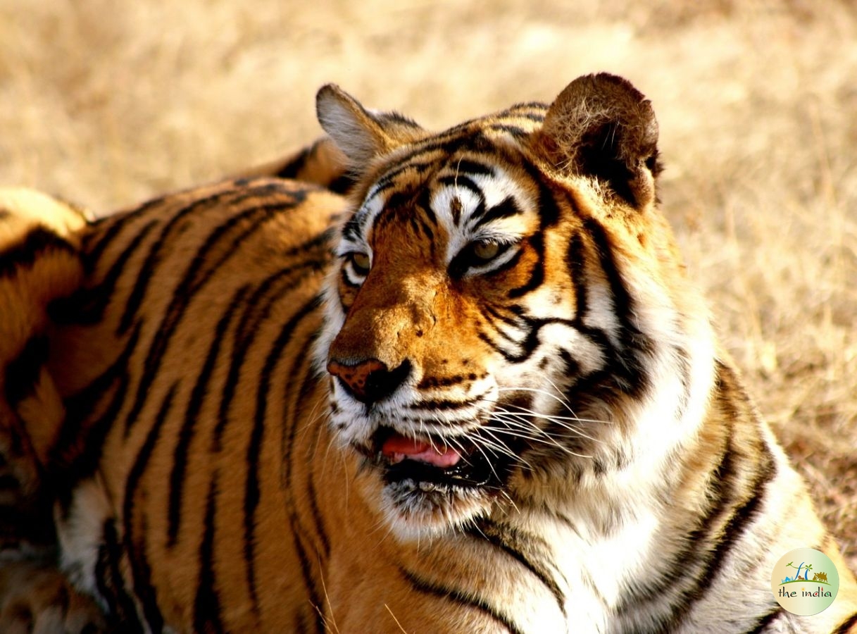  Anshi National Park (Karnataka)