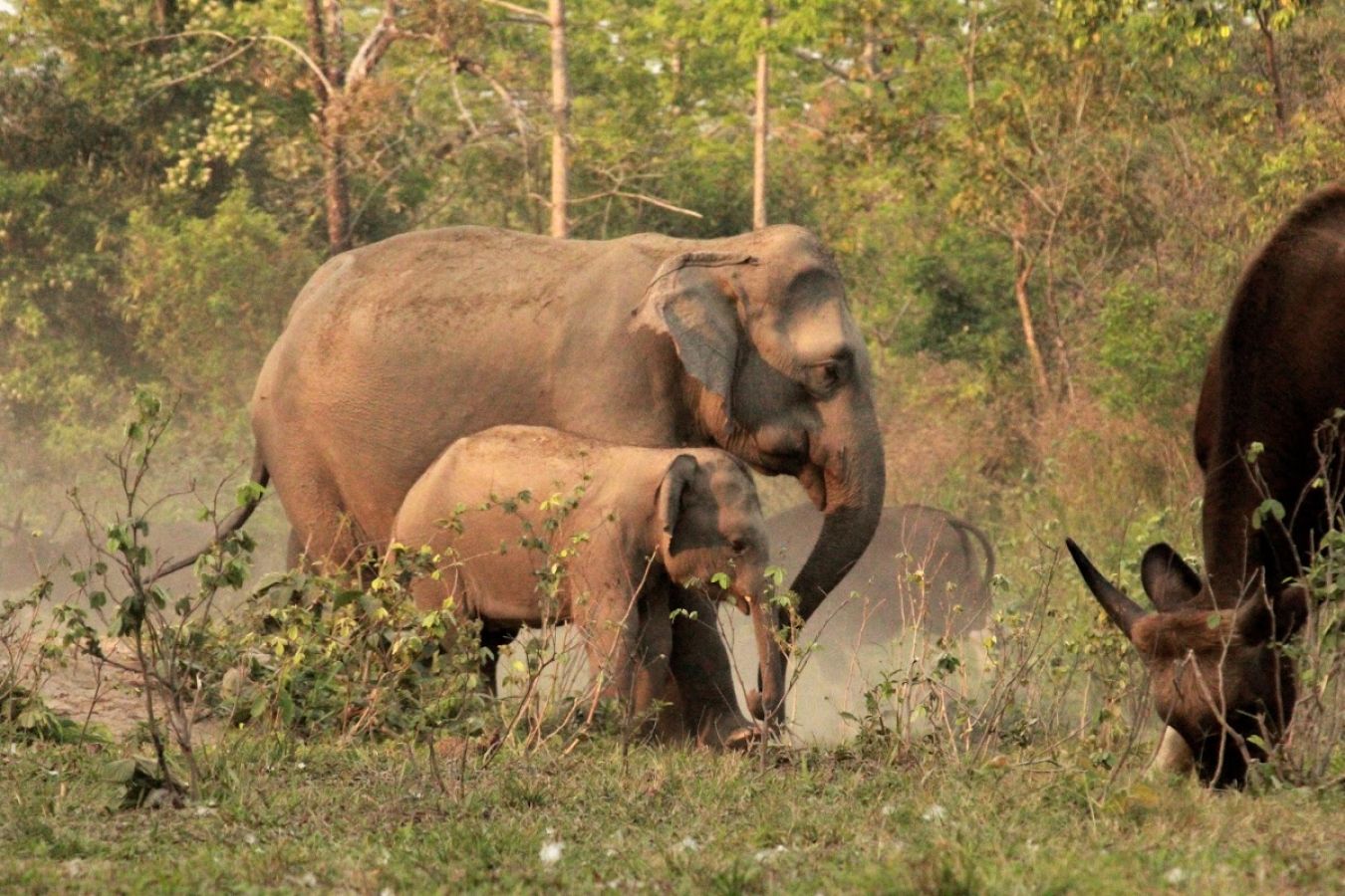 Gorumara National Park (West Bengal)