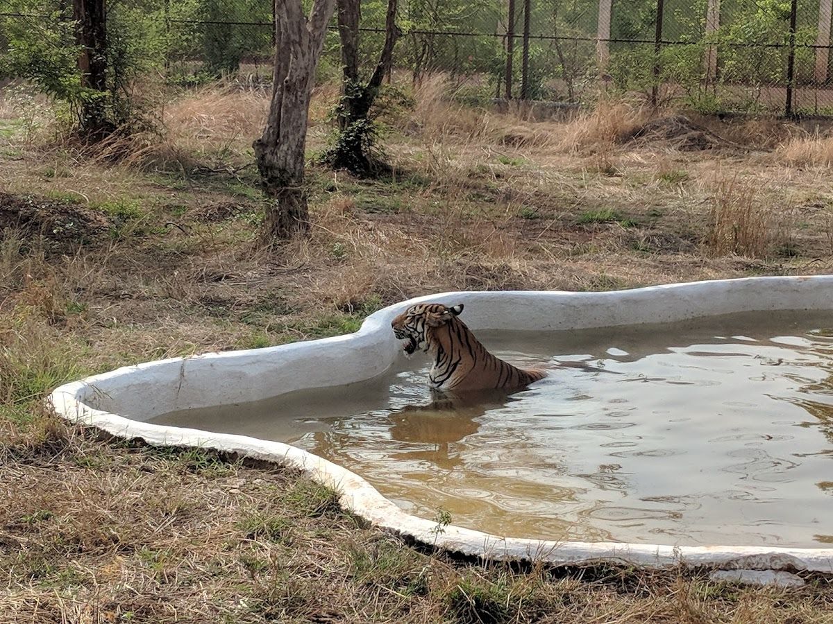 Nandanvan Jungle Safari Raipur