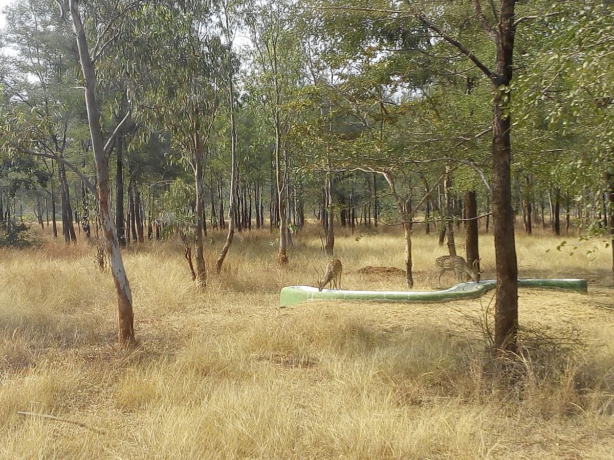 Nandanvan Jungle Safari Raipur