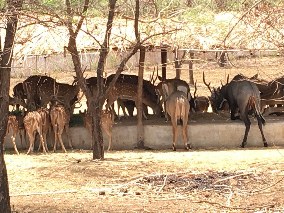 Nandanvan Jungle Safari Raipur