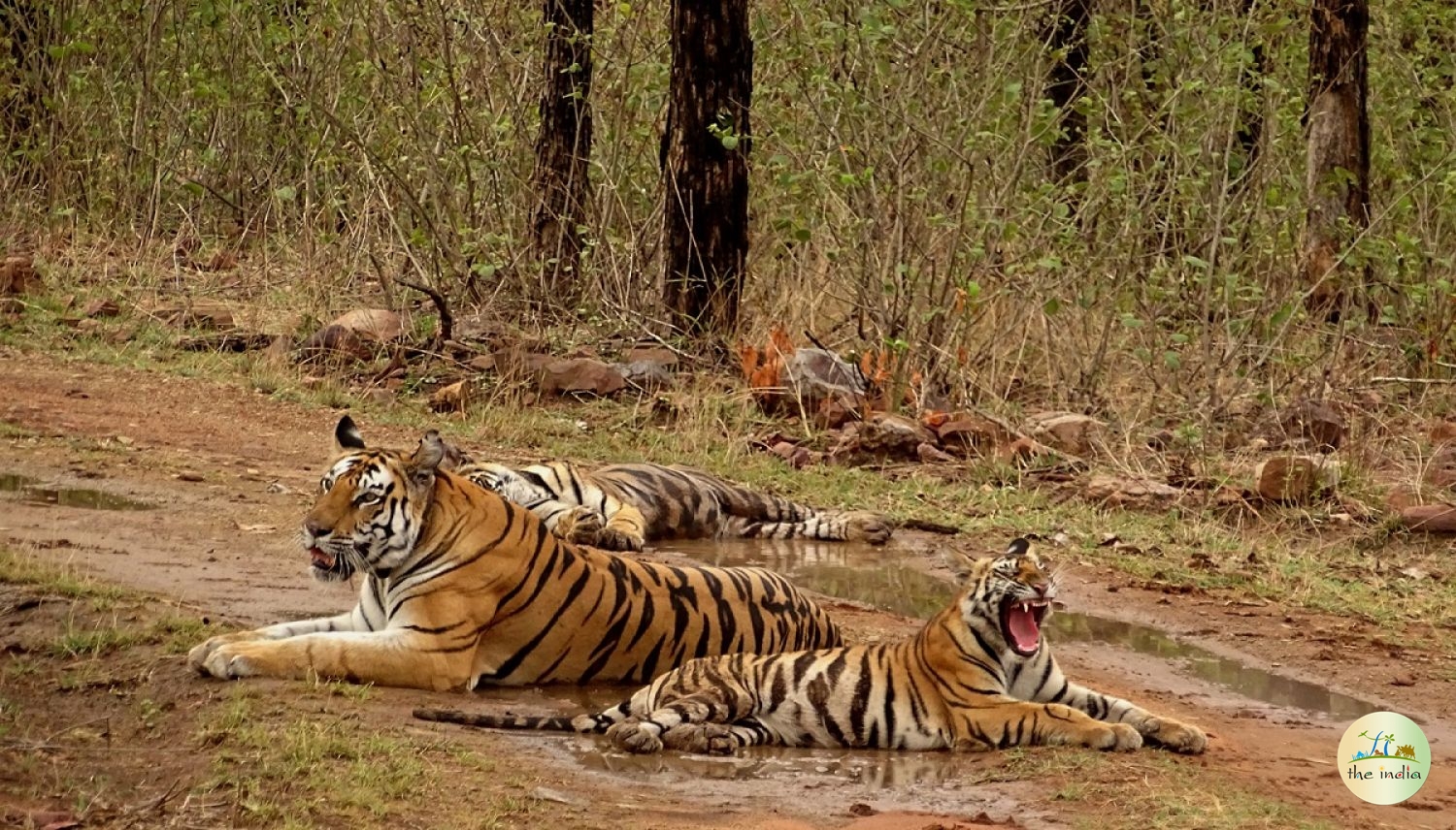 Panna National Park Panna