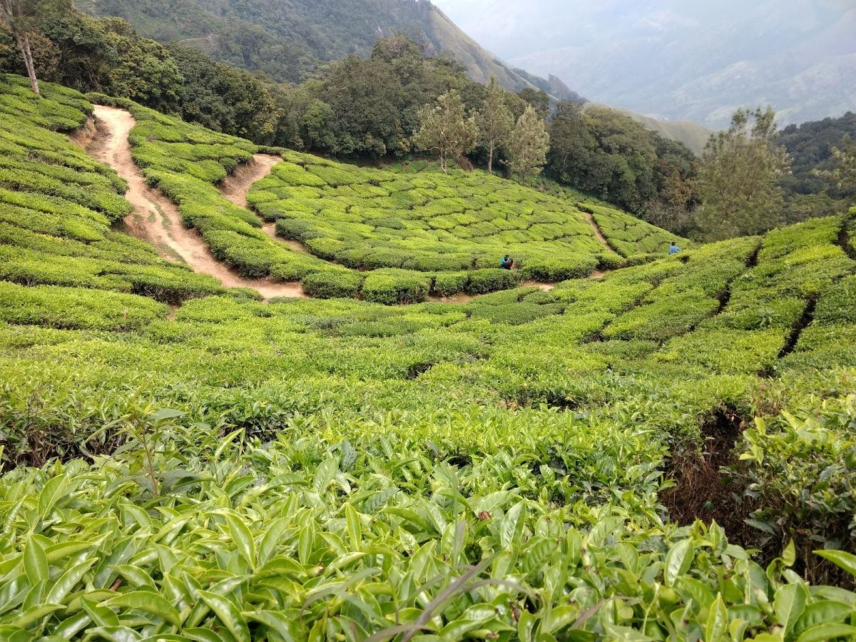 Pothamedu View Point Munnar