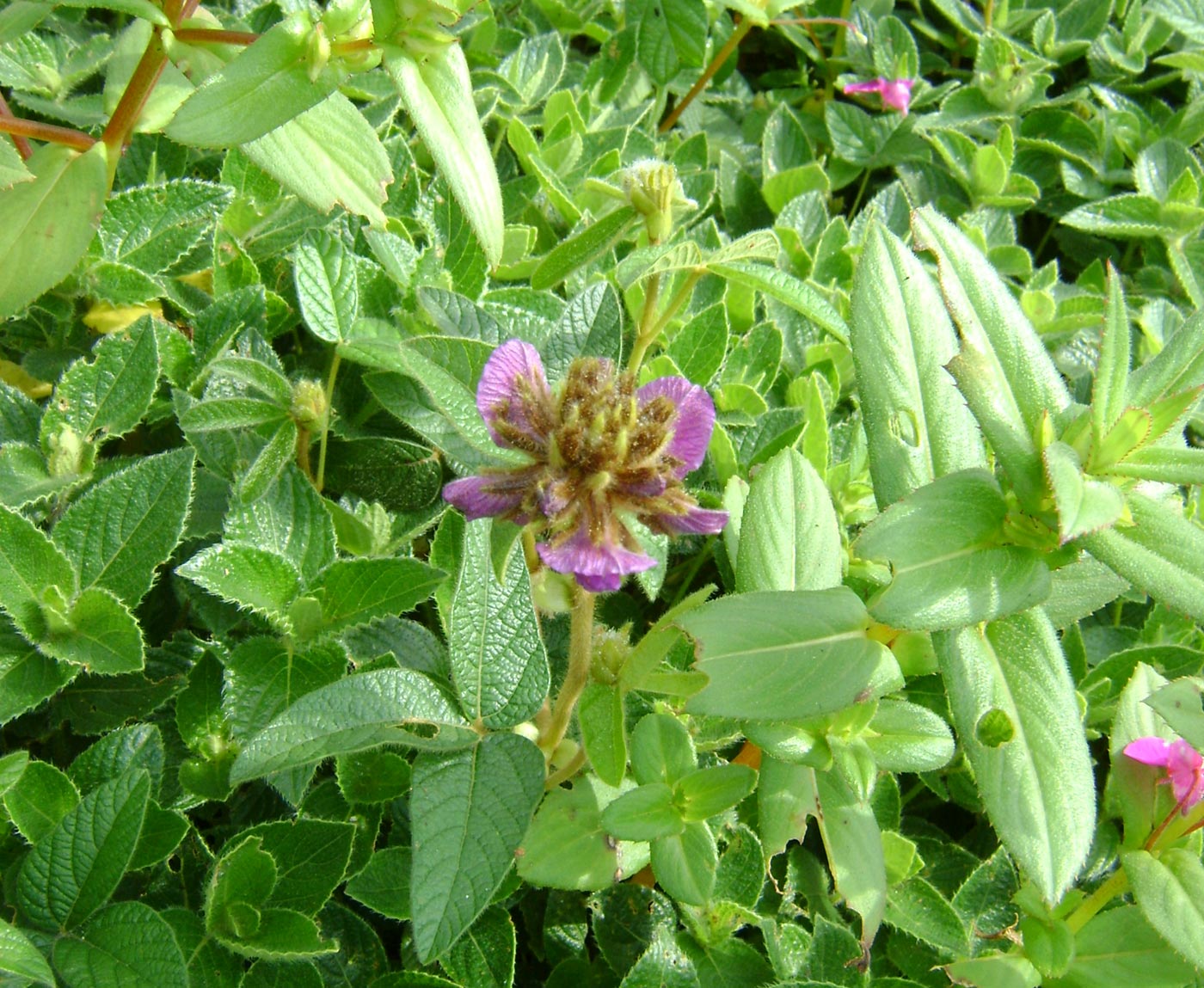 Kaas Plateau Satara