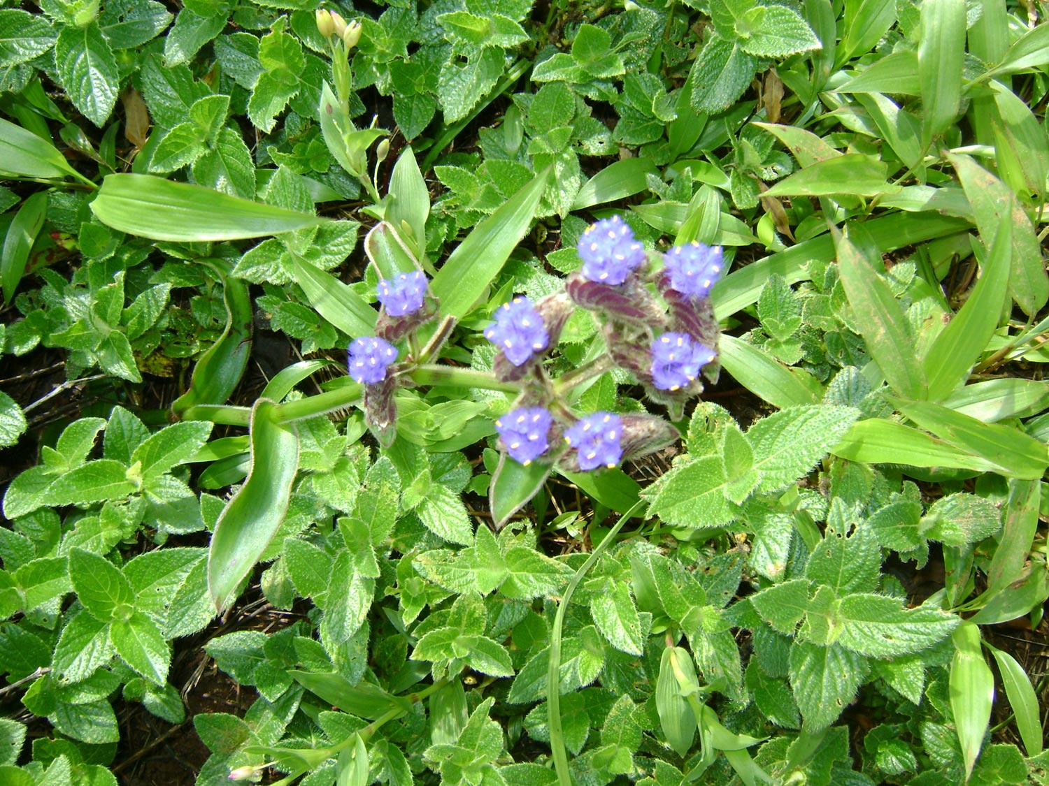 Kaas Plateau Satara