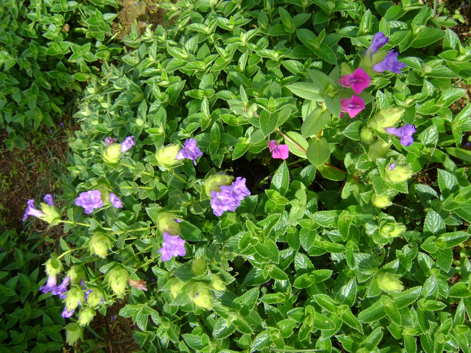 Kaas Plateau Satara