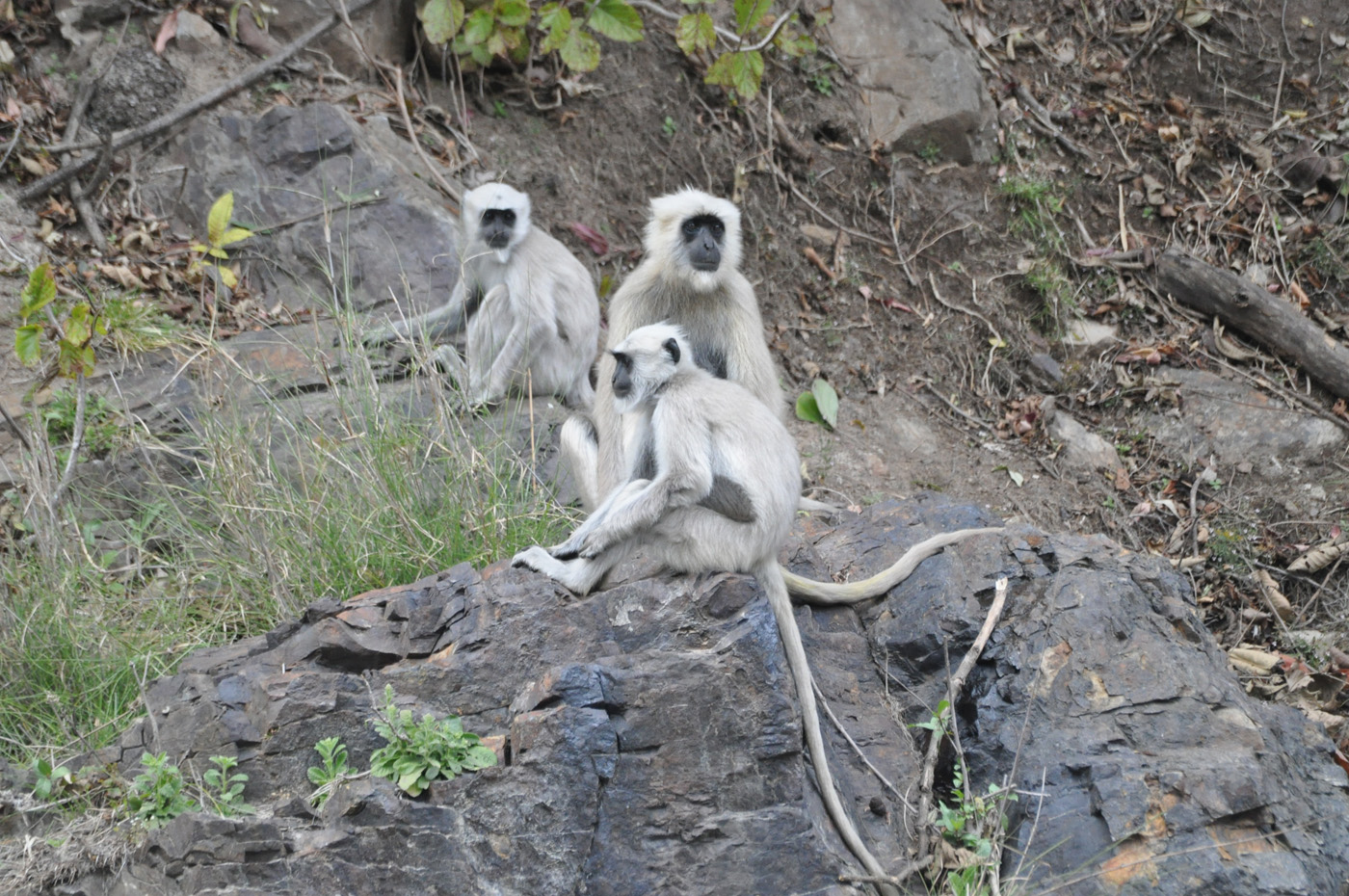  Rajaji National Park: Uttarakhand