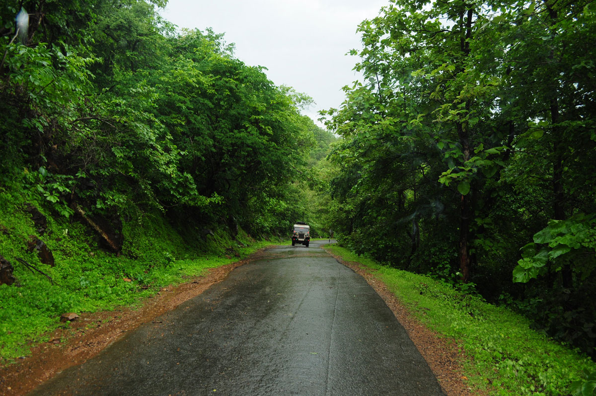 Polo Forest Idar