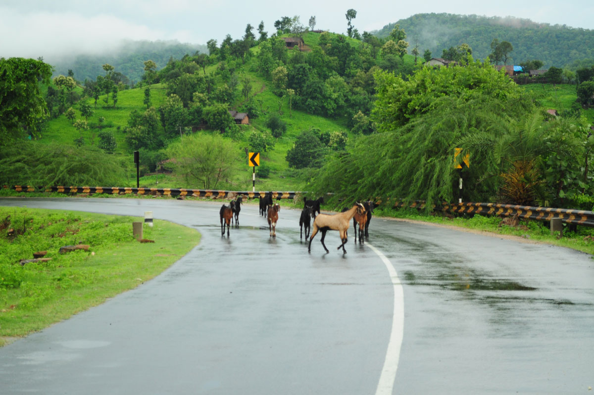 Polo Forest Idar