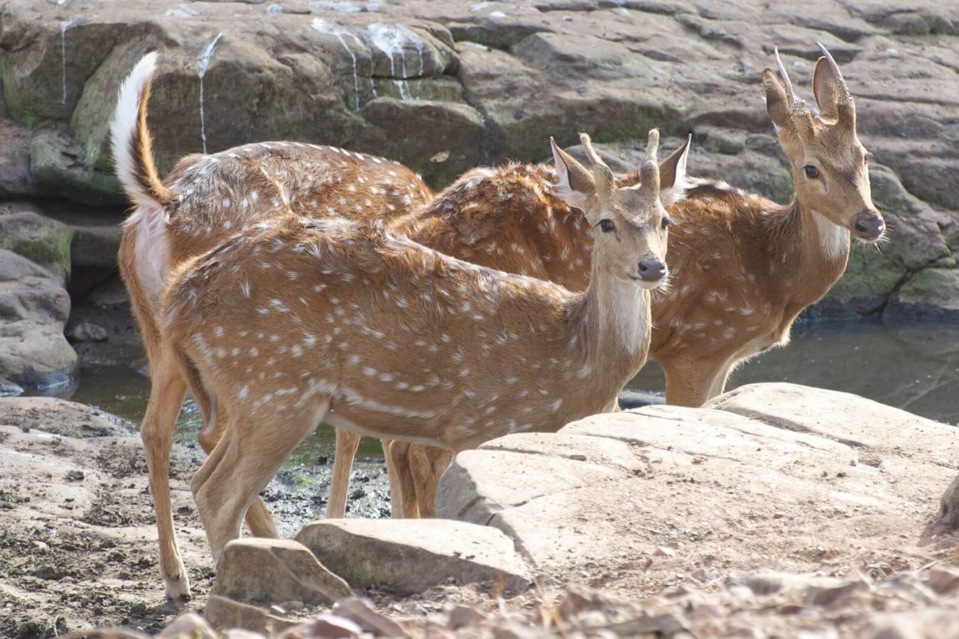 Ranthambore National Park Sawai Madhopur