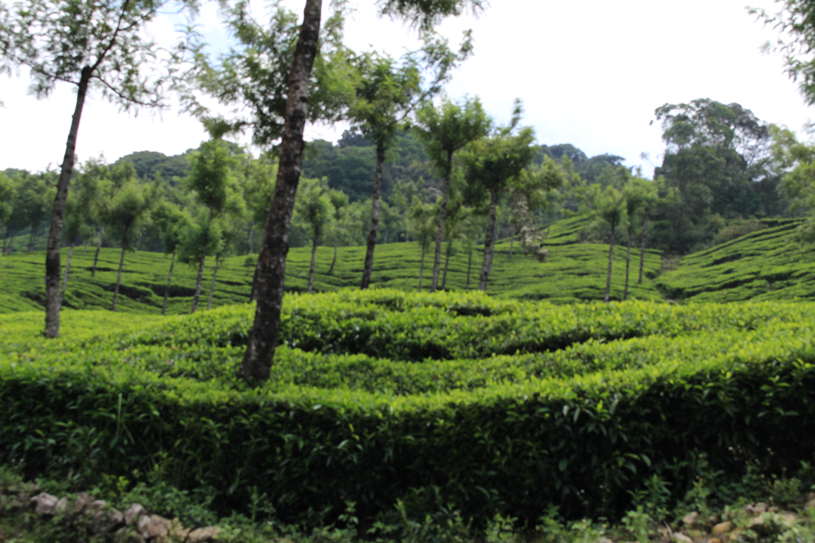 Munnar Hill Station Munnar